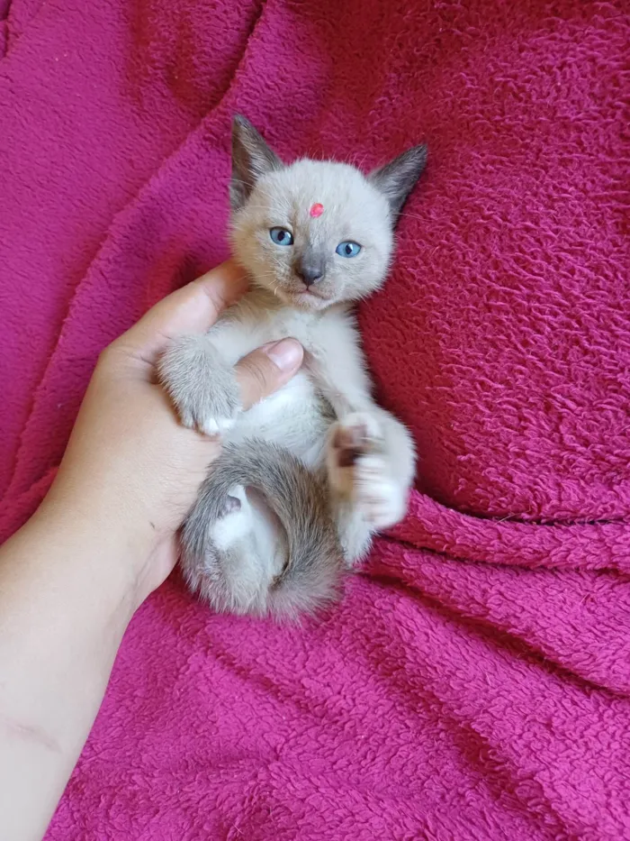 Gato ra a Siamea idade Abaixo de 2 meses nome Siamesa adocao