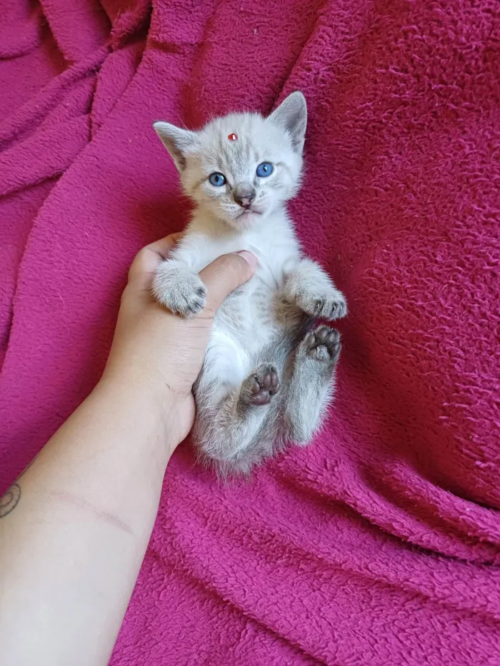 Gato ra a Siames idade Abaixo de 2 meses nome Siames adocao