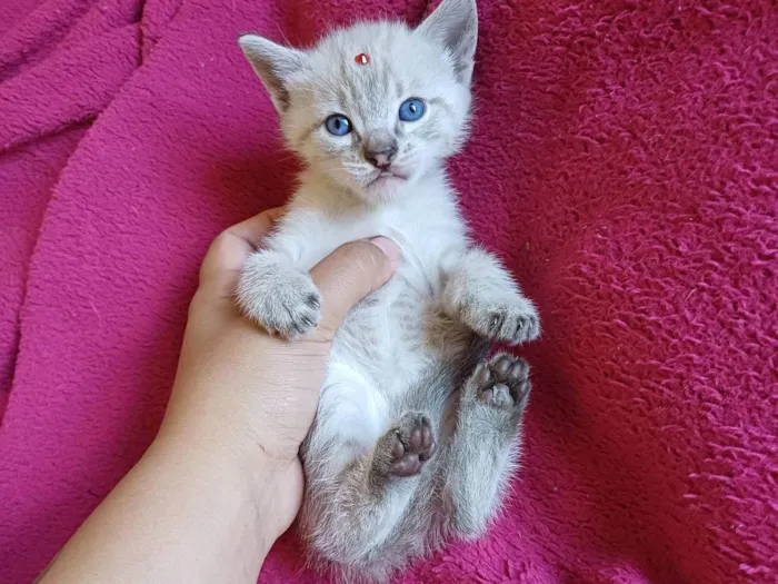 Gato ra a Siames idade Abaixo de 2 meses nome Siames adocao