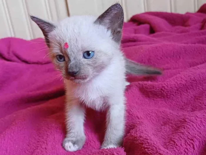 Gato ra a Siamea idade Abaixo de 2 meses nome Siamesa adocao