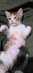 Trix