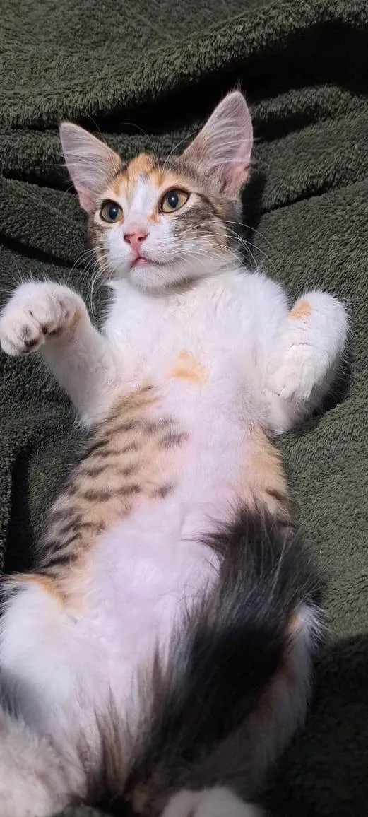 Gato ra a SRD-ViraLata idade 2 a 6 meses nome Trix