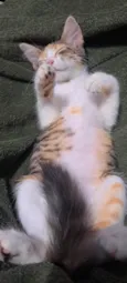 Trix