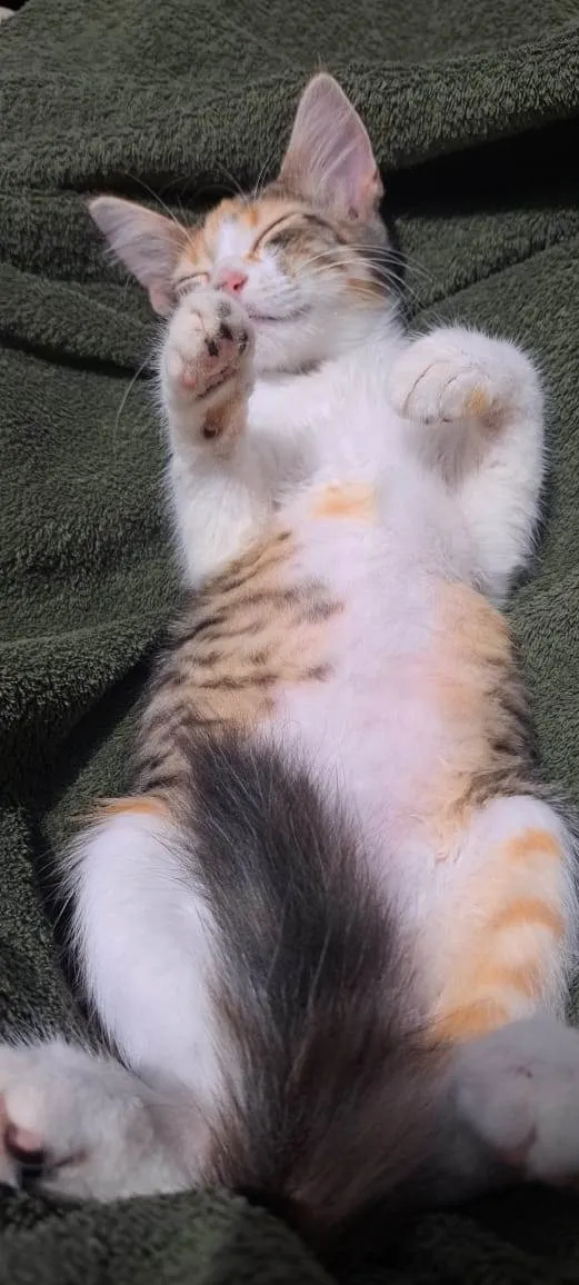 Gato ra a SRD-ViraLata idade 2 a 6 meses nome Trix