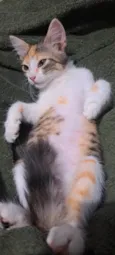 Trix
