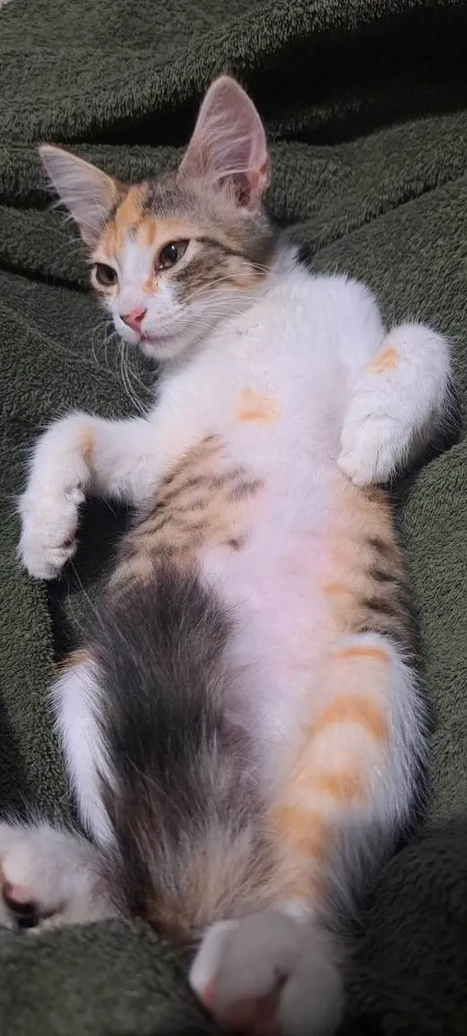Gato ra a SRD-ViraLata idade 2 a 6 meses nome Trix