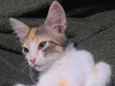 Trix