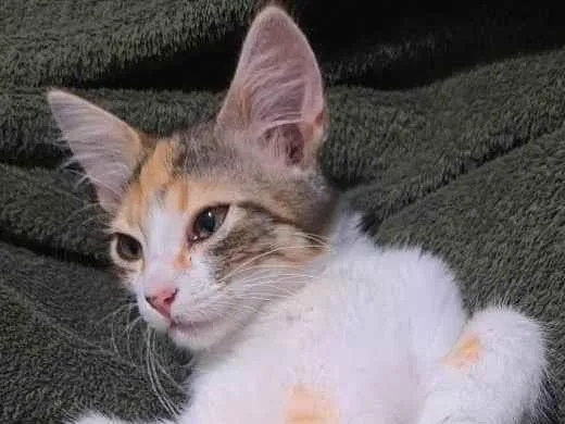 Gato ra a SRD-ViraLata idade 2 a 6 meses nome Trix