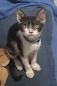 Luan