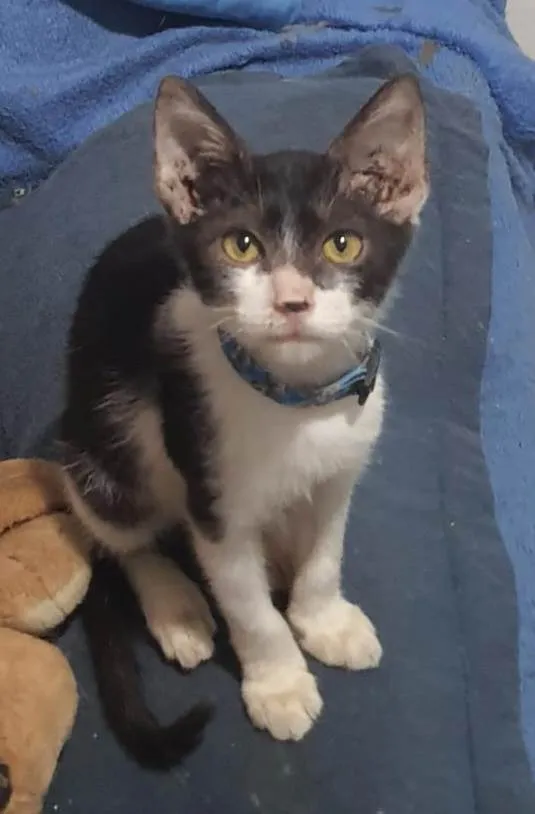 Gato ra a Srd idade 2 a 6 meses nome Luan