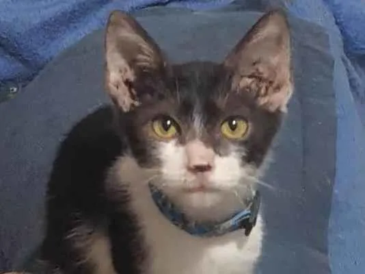 Gato ra a Srd idade 2 a 6 meses nome Luan