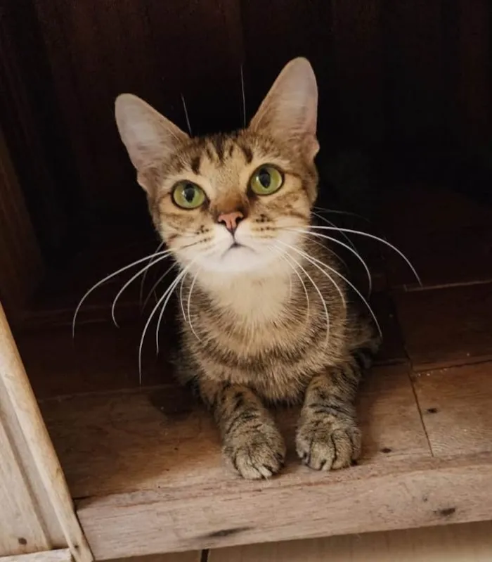 Gato ra a Srd idade 1 ano nome Luna