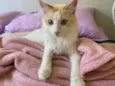Chico