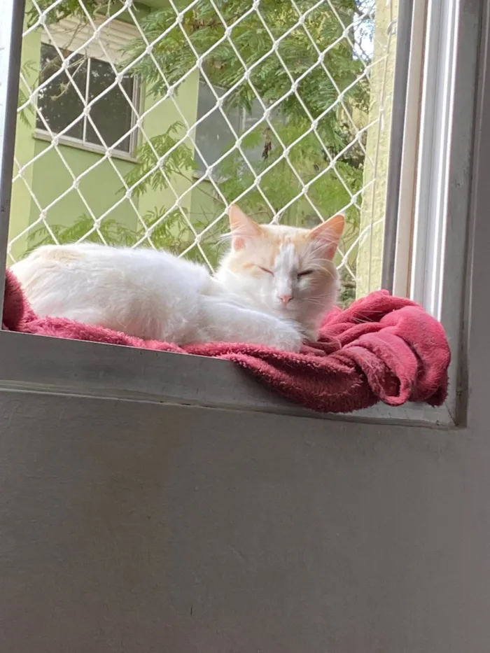 Gato ra a SRD-ViraLata idade 1 ano nome Chico