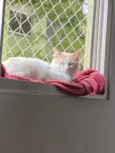 Chico