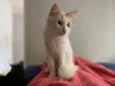 Chico