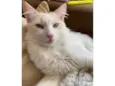 Chico