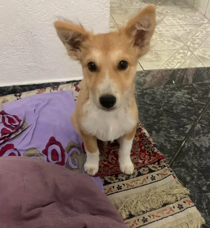 Cachorro ra a Nao sei idade 2 a 6 meses nome Spike