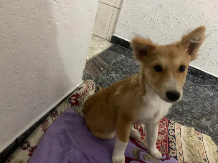 Cachorro ra a Nao sei idade 2 a 6 meses nome Spike