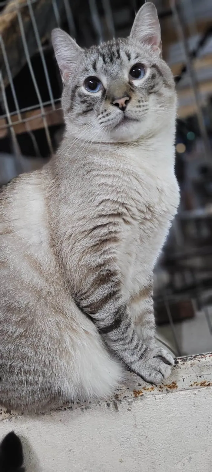 Gato ra a SRD-ViraLata idade 3 anos nome XONHO
