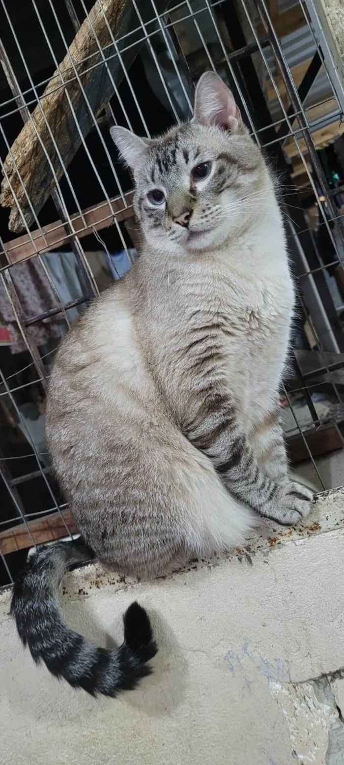 Gato ra a SRD-ViraLata idade 3 anos nome XONHO