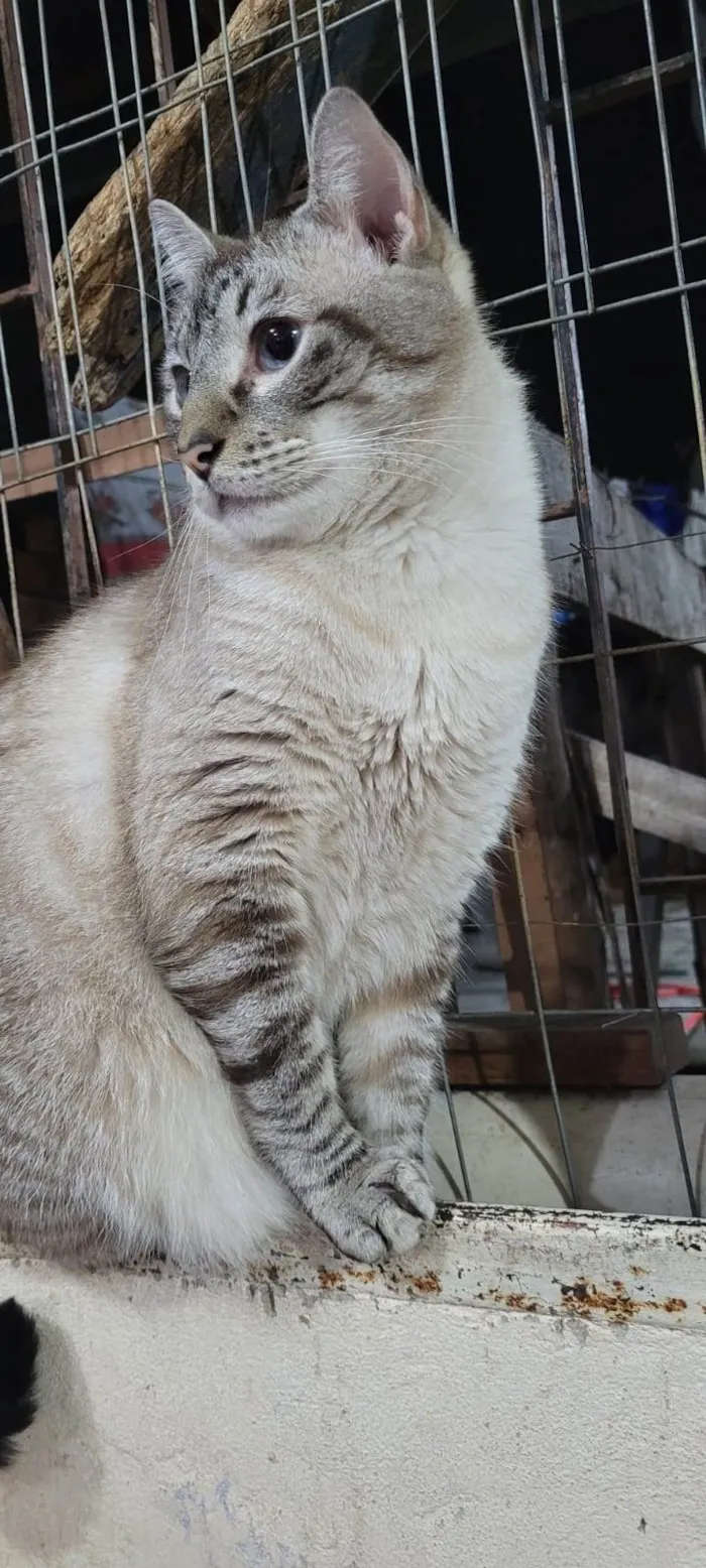 Gato ra a SRD-ViraLata idade 3 anos nome XONHO
