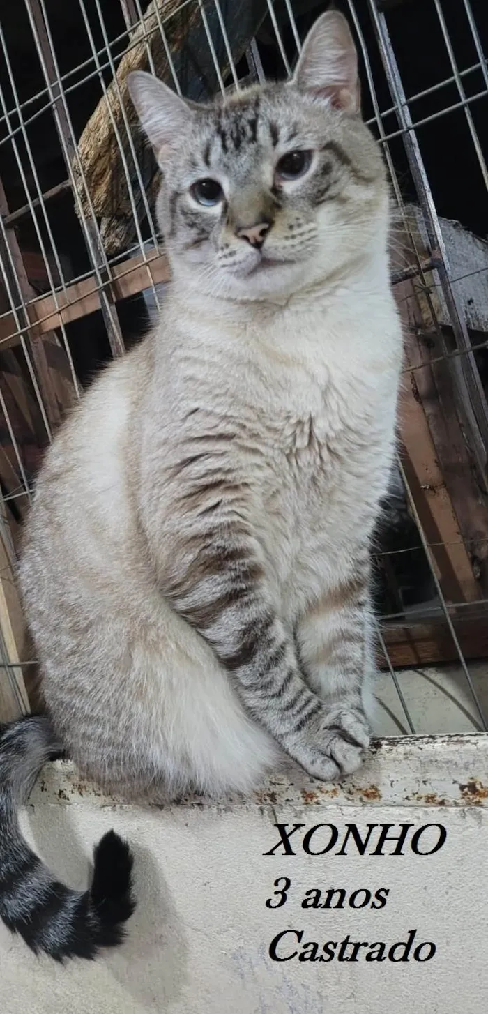 Gato ra a SRD-ViraLata idade 3 anos nome XONHO