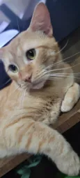 BISCOITO