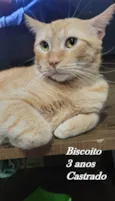 BISCOITO