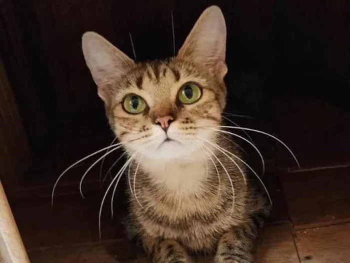 Gato ra a Srd idade 1 ano nome Luna