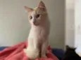 Chico