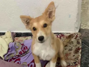 Cachorro raça Nao sei idade 2 a 6 meses nome Spike