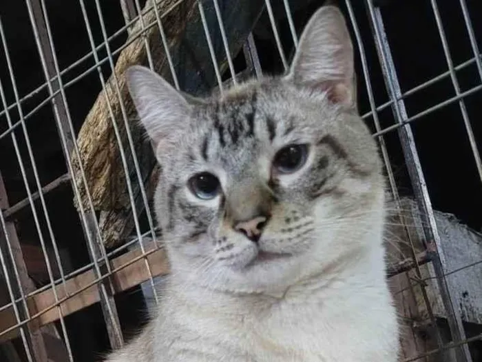 Gato ra a SRD-ViraLata idade 3 anos nome XONHO