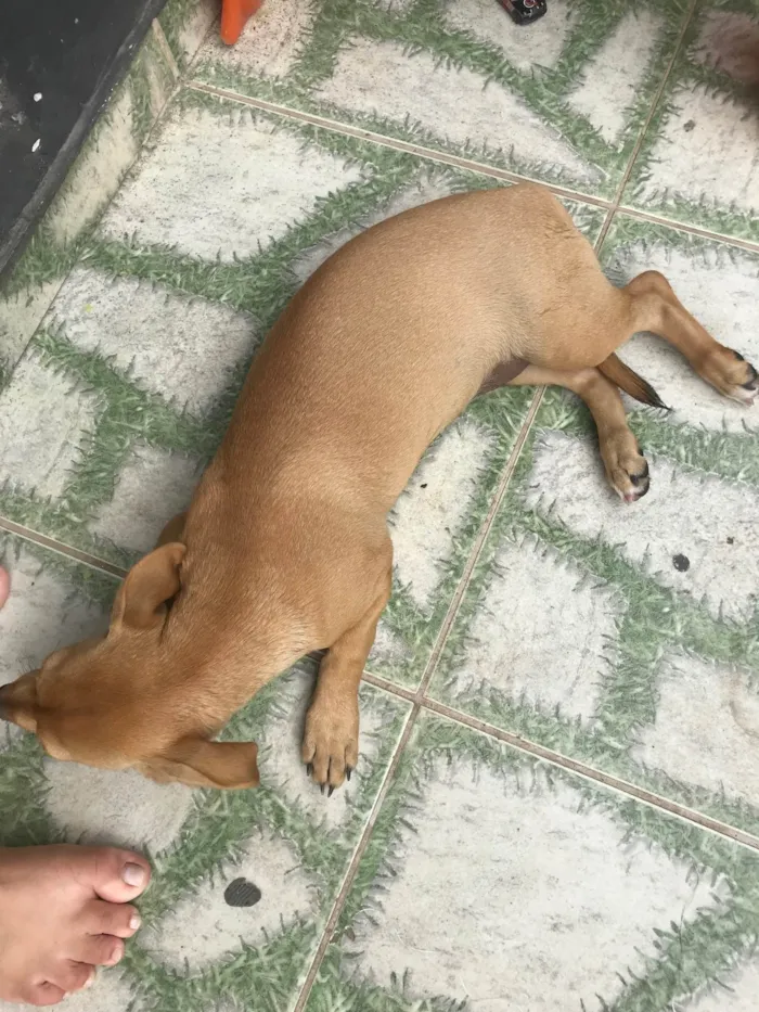 Cachorro ra a Vira lata idade 2 a 6 meses nome Lua