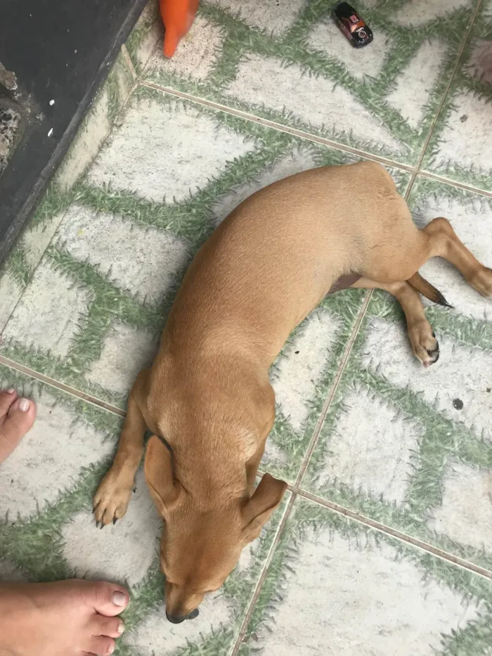 Cachorro ra a Vira lata idade 2 a 6 meses nome Lua