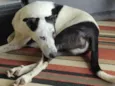 Biscoito -Tico