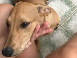 Cachorro raça Vira lata idade 2 a 6 meses nome Lua