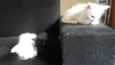 POLLAR, MILK E PANTERA
