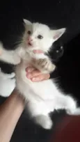 POLLAR, MILK E PANTERA