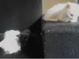 POLLAR, MILK E PANTERA
