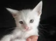 POLLAR, MILK E PANTERA