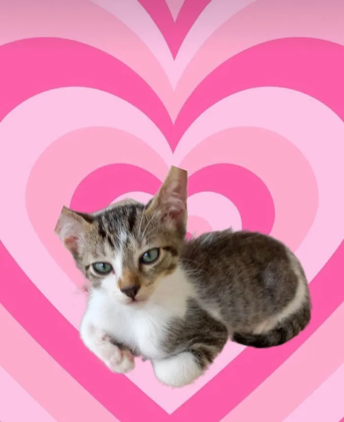 Gato ra a SRD-ViraLata idade 2 a 6 meses nome Nori bb2meses 