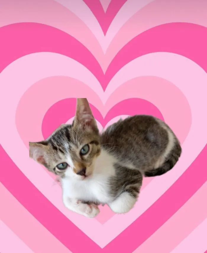 Gato ra a SRD-ViraLata idade 2 a 6 meses nome Nori bb2meses 