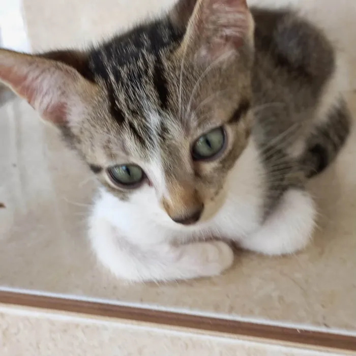 Gato ra a SRD-ViraLata idade 2 a 6 meses nome Nori bb2meses 