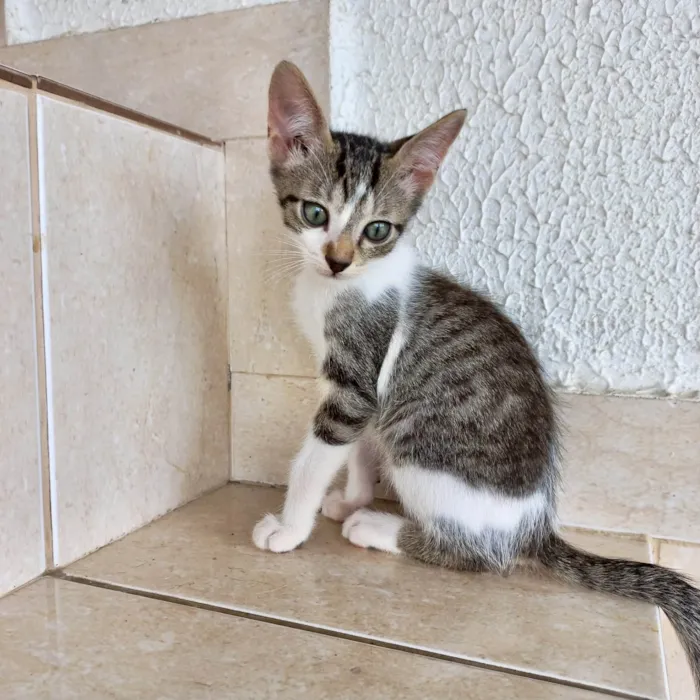 Gato ra a SRD-ViraLata idade 2 a 6 meses nome Nori bb2meses 
