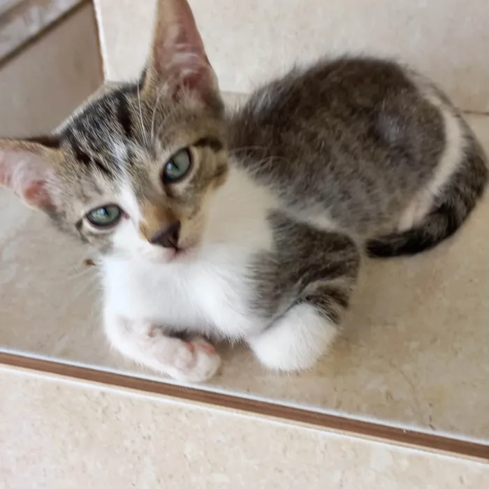Gato ra a SRD-ViraLata idade 2 a 6 meses nome Nori bb2meses 