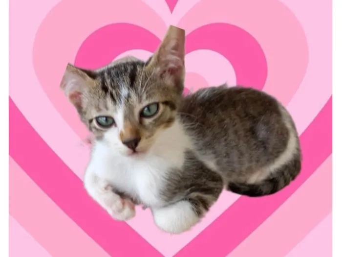Gato ra a SRD-ViraLata idade 2 a 6 meses nome Nori bb2meses 