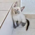 Chibi bb2meses