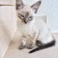 Chibi bb2meses