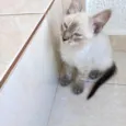 Chibi bb2meses
